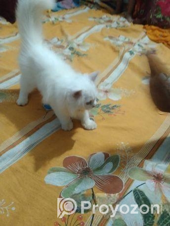 Traditional Persian kittens