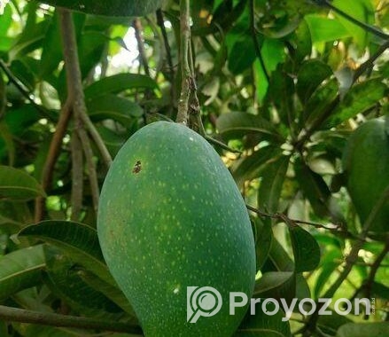 নাক ফজলী আম