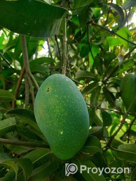 নাক ফজলী আম