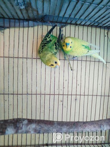 বাজিগার পাখি