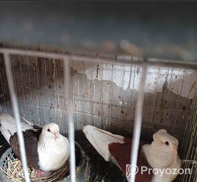 কবুতর বিক্রয়