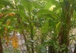 জমি বিক্রয়