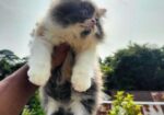 Calico persian cat