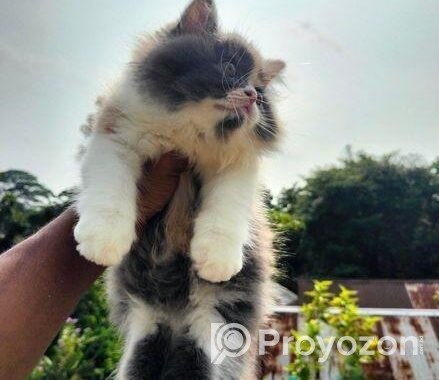 Calico persian cat