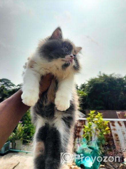 Calico persian cat