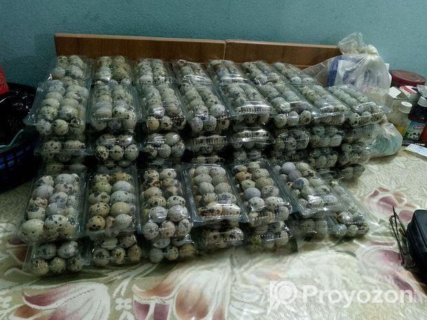 কোয়েল পাখির খাওয়ার ডিম লাগলে নিতে পারেন।