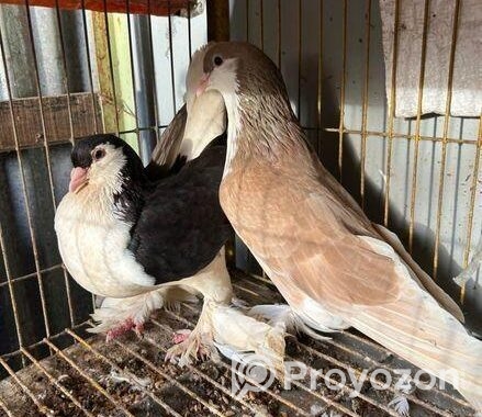এক জোরা লাহোরি সিরাজি কবুতর বিকরি করমু