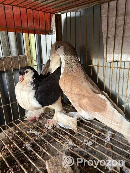 এক জোরা লাহোরি সিরাজি কবুতর বিকরি করমু