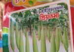 হাইব্রিড ধুন্দল বীজ