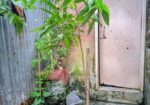 একটা লিচু গাছের চারা বিক্রয় হবে