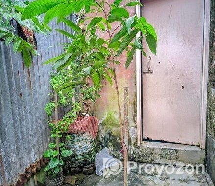 একটা লিচু গাছের চারা বিক্রয় হবে