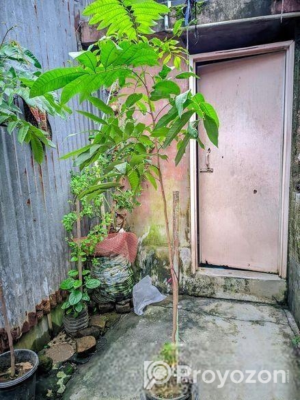 একটা লিচু গাছের চারা বিক্রয় হবে