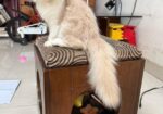 Traditional Female Persian cat