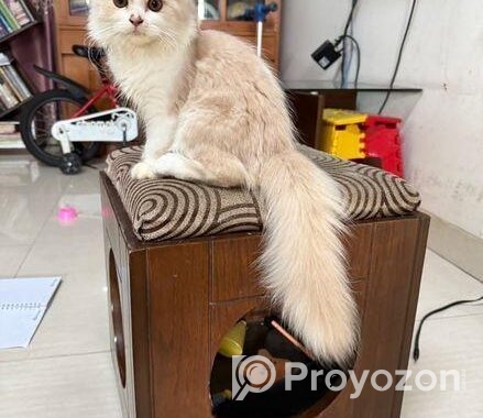 Traditional Female Persian cat