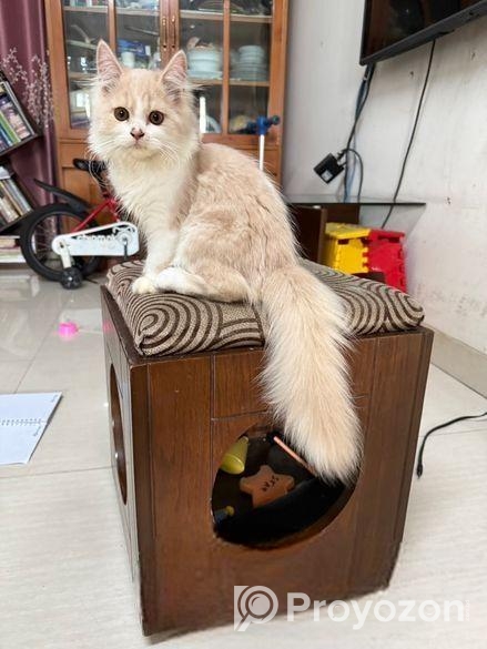 Traditional Female Persian cat