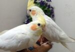 Cocotell Bird