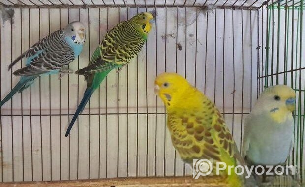 2 জোড়া রানিং ক্লাসিক বাজরিগার