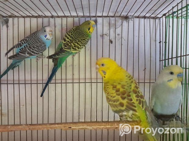 2 জোড়া রানিং ক্লাসিক বাজরিগার