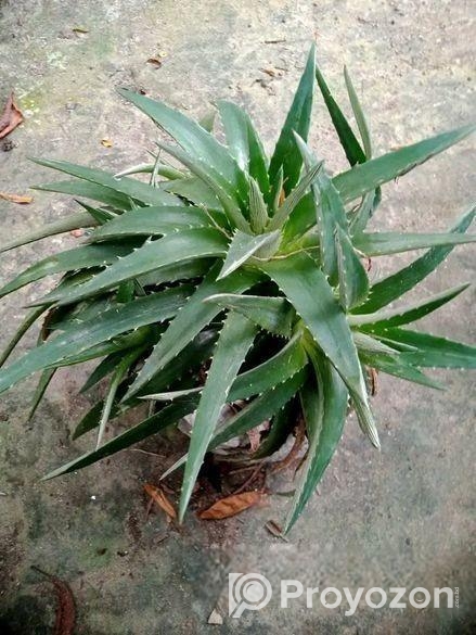 স্টার ক্যাকটাস