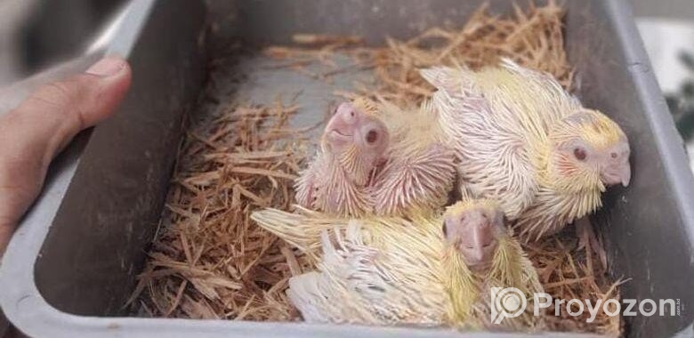 cockatiel lutino baby