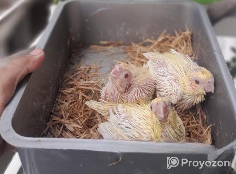 cockatiel lutino baby