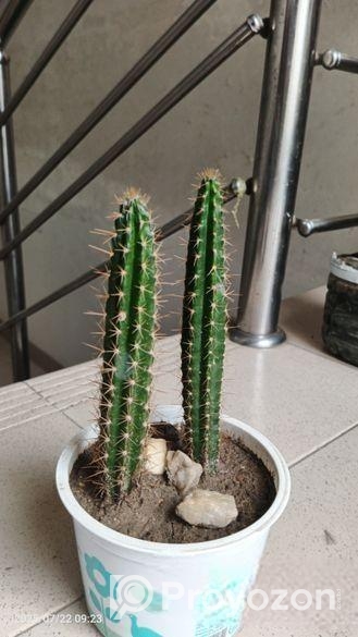 ক্যাকটাস গাছ