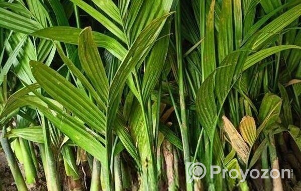 সুপারি চারা