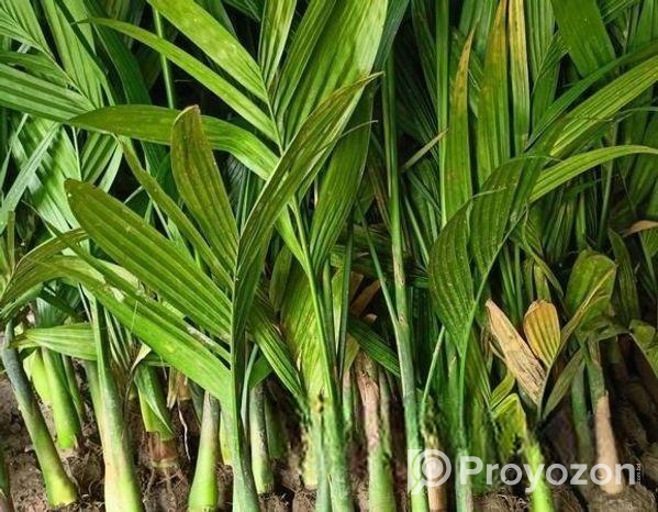 সুপারি চারা