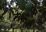 নওগাঁর বিখ্যাত জিআই পণ্য নাক ফজলি কিনুন সরাসরি বাগ