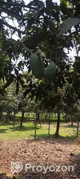 নওগাঁর বিখ্যাত জিআই পণ্য নাক ফজলি কিনুন সরাসরি বাগ