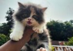 Calico persian cat