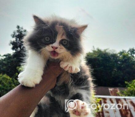 Calico persian cat