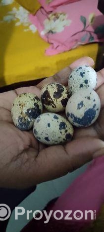 কোয়েল পাখির খাওয়ার ডিম লাগলে নিতে পারেন।