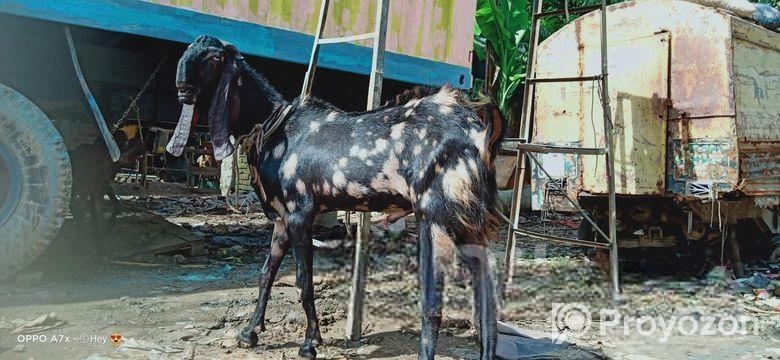 ১০০% বিটেল পাটা