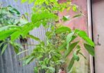 একটা লিচু গাছের চারা বিক্রয় হবে