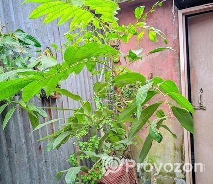 একটা লিচু গাছের চারা বিক্রয় হবে