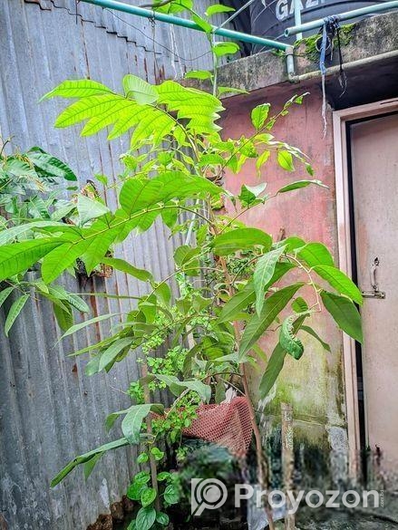 একটা লিচু গাছের চারা বিক্রয় হবে