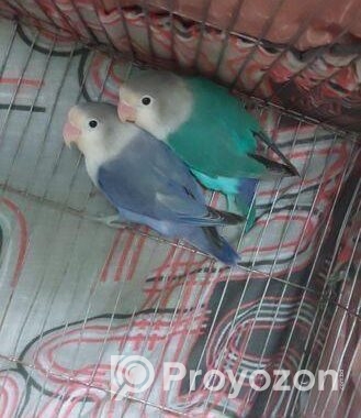 Love Birds