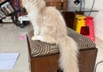 Traditional Female Persian cat
