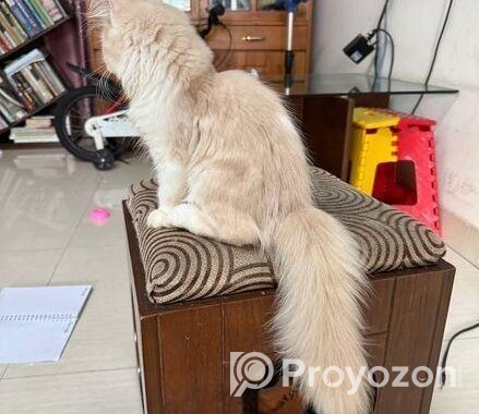 Traditional Female Persian cat