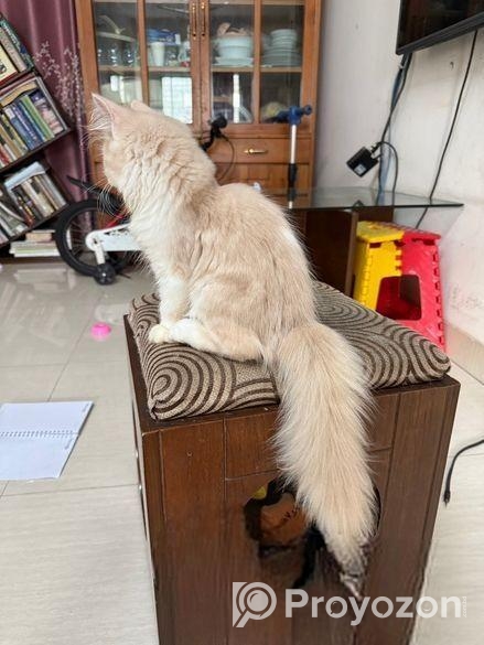 Traditional Female Persian cat