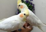 Cocotell Bird
