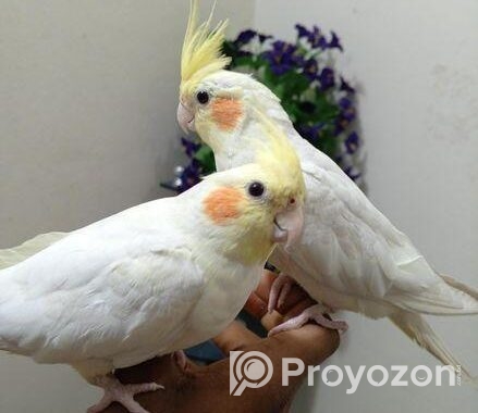 Cocotell Bird