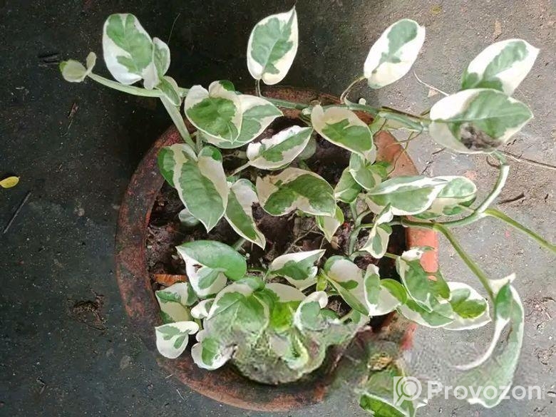 পট সহ পথস