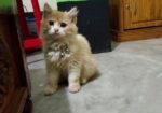 Traditional Persian Cat