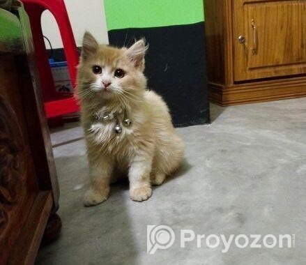 Traditional Persian Cat