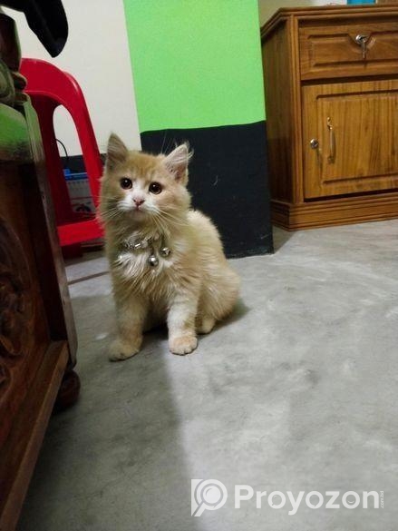 Traditional Persian Cat