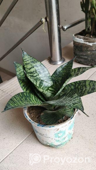 ক্যাকটাস গাছ