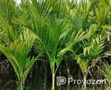 সুপারি চারা