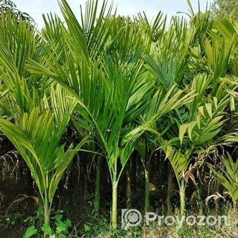 সুপারি চারা